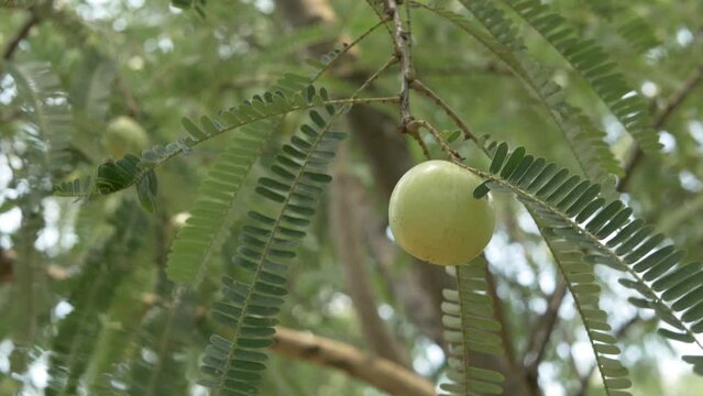 Green Phyllanthus emblica Fruit on tree,vitamin rich fruit.