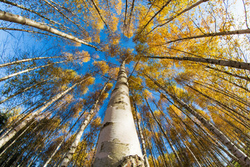 Birch forest in autumn season. Fisheye view - 532875949
