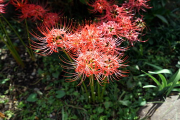 Lycoris radiata ヒガンバナ 彼岸花 マンジュシャゲ リコリス ラジアータ