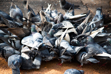 A group of hungry pigeon birds get feeding on the ground.