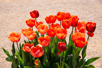 Orange Red Tulip flower isolated with brown sand colour.