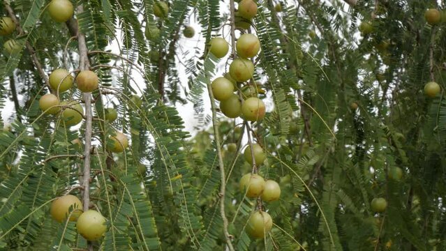 bunch of Indian gooseberry  Fruits On The Branch, vitamin c rich fruit of ayurveda
