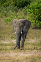Fototapeta na wymiar African bush elephant walks along sunlit riverbank