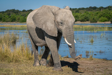 African bush elephant walks down sunlit riverbank