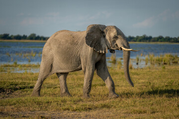 African bush elephant walks down sunny riverbank