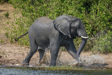 African bush elephant walks splashing through river
