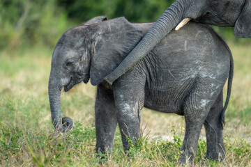 Obraz premium African bush elephant wraps trunk round baby