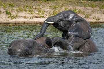 African elephant climbs on another in river