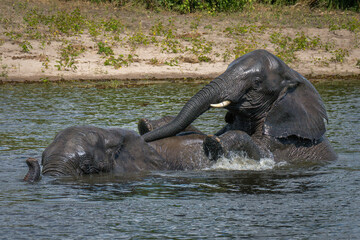 African elephant climbs over another in river
