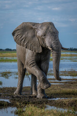 Obraz premium African elephant covered in mud lifting foot