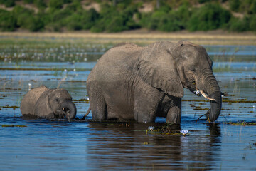 African elephant in river followed by calf