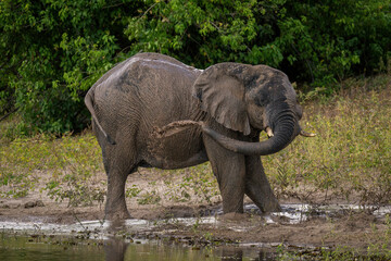 African elephant squirting muddy water over back