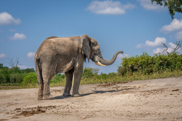 African elephant lifts trunk to throw sand