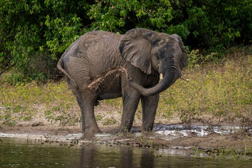 African elephant squirting muddy water over flank