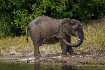 African elephant squirts muddy water over flank