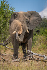 African elephant standing by log spraying dust