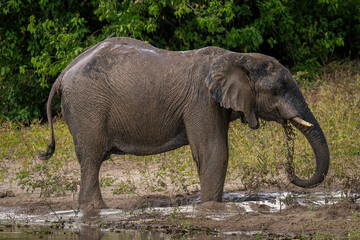 African elephant squirts muddy water over itself
