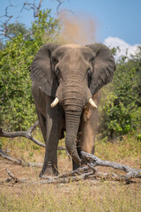 African elephant standing by log squirting dust