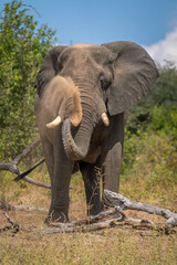 African elephant standing by log throwing dust