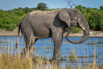 Fototapeta premium African elephant standing in river blowing mud