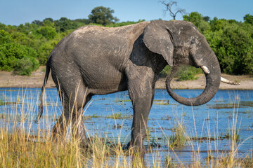 African elephant standing in river squirting mud