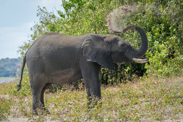 African elephant standing on riverbank blowing dust
