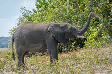 African elephant standing on riverbank blowing sand