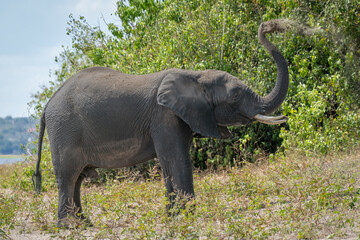 African elephant standing on riverbank spraying dust