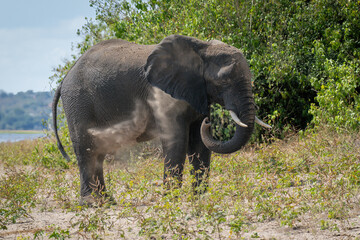 African elephant standing on riverbank spraying sand