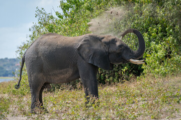 Fototapeta na wymiar African elephant standing on riverbank squirting dust