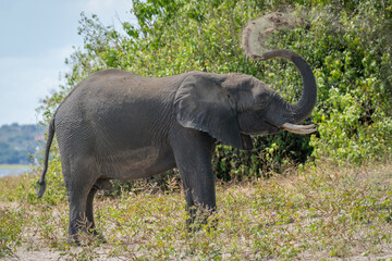 African elephant standing on riverbank throwing dust
