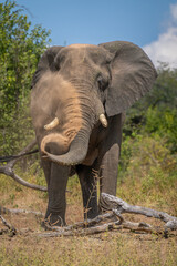 African elephant stands behind log spraying dust