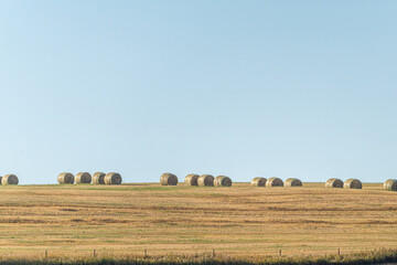 Obraz premium Bales of Hay lined up on a Alberta farm field