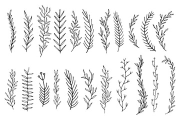 set collection laurels and branch plants leaves hand made draw vector