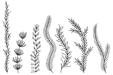 Leafs plants hand draw vector. Drawing beautiful creeper leaf, decorative set	