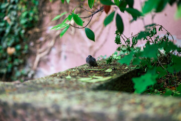 ein Baby Vogel sitzt auf einer Mauer in einem Park
