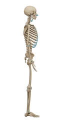 3d rendered medically accurate illustration of a human skeleton. Transparent background. 3D illustration.