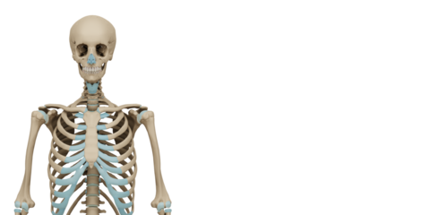 3d rendered medically accurate illustration of a human skeleton. Transparent background. 3D illustration.