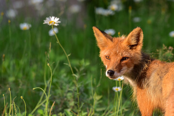red fox in the grass in Shiretoko Japan 