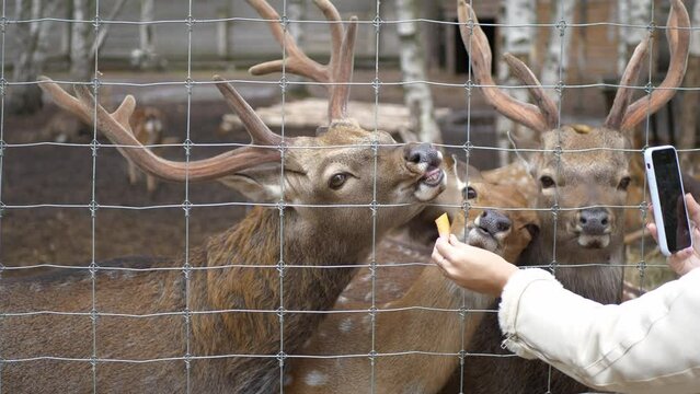 A young woman feeds deer through the bars in the zoo and takes pictures of them on her smartphone. People, technology and animals.