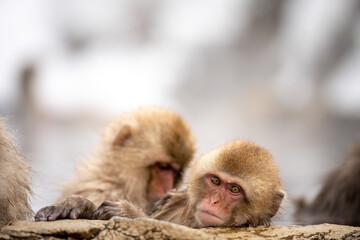 Snowmonkey baby grooming in hot spring Japan