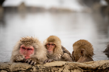 Snowmonkeys bathing and grooming in hot spring Japan