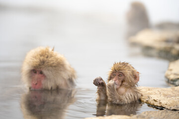 Snowmonkey baby with mother bathing in hot spring Japan