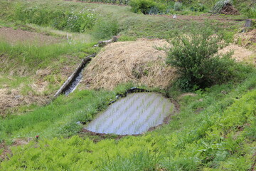 Obasute Rice Fields, Nagano, Japan