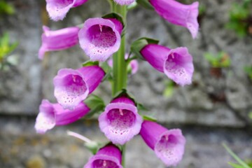 Purple flower macro against stone wall