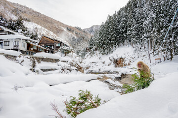 Fototapeta na wymiar Snowmonkey eating in front of hot spring in japan