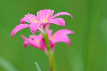 Pink rain lily flower on green natural background.