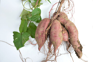 サツマイモ（収穫後）