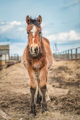 Fototapeta premium Beautiful thoroughbred horses on a farm on a sunny day.