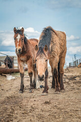 Fototapeta premium Beautiful thoroughbred horses on a farm on a sunny day.